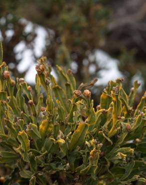 Fotografia 5 da espécie Pterospartum tridentatum subesp. cantabricum no Jardim Botânico UTAD