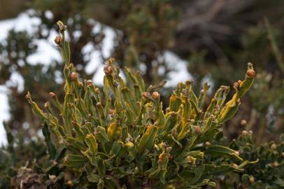 Fotografia da espécie Pterospartum tridentatum subesp. cantabricum