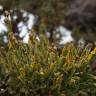 Fotografia 4 da espécie Pterospartum tridentatum subesp. cantabricum do Jardim Botânico UTAD