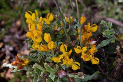 Fotografia da espécie Pterospartum tridentatum subesp. cantabricum