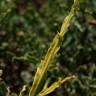 Fotografia 7 da espécie Pterospartum tridentatum subesp. cantabricum do Jardim Botânico UTAD