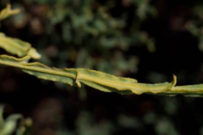 Fotografia da espécie Pterospartum tridentatum subesp. cantabricum