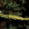 Fotografia 8 da espécie Pterospartum tridentatum subesp. cantabricum do Jardim Botânico UTAD