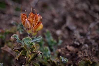 Fotografia da espécie Pterospartum tridentatum subesp. cantabricum