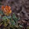 Fotografia 8 da espécie Pterospartum tridentatum subesp. cantabricum do Jardim Botânico UTAD