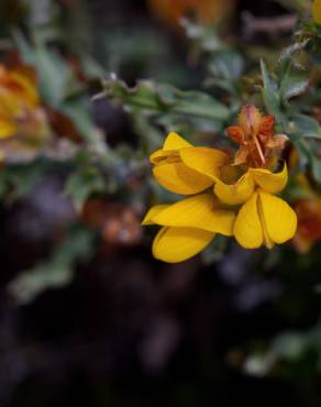 Fotografia 9 da espécie Pterospartum tridentatum subesp. cantabricum no Jardim Botânico UTAD