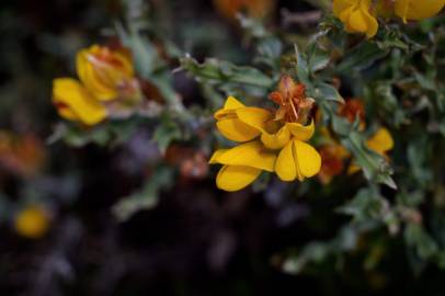 Fotografia da espécie Pterospartum tridentatum subesp. cantabricum