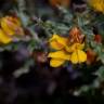 Fotografia 9 da espécie Pterospartum tridentatum subesp. cantabricum do Jardim Botânico UTAD