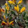 Fotografia 10 da espécie Pterospartum tridentatum subesp. cantabricum do Jardim Botânico UTAD