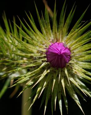 Fotografia 10 da espécie Galactites tomentosa no Jardim Botânico UTAD