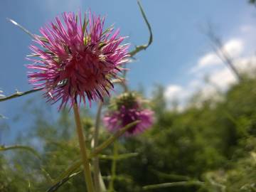 Fotografia da espécie Galactites tomentosa