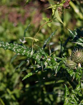 Fotografia 16 da espécie Galactites tomentosa no Jardim Botânico UTAD