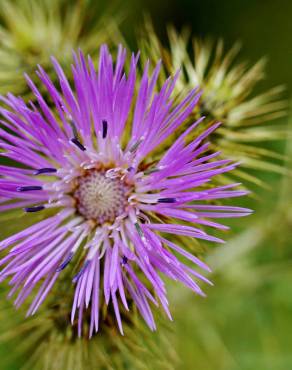 Fotografia 19 da espécie Galactites tomentosa no Jardim Botânico UTAD