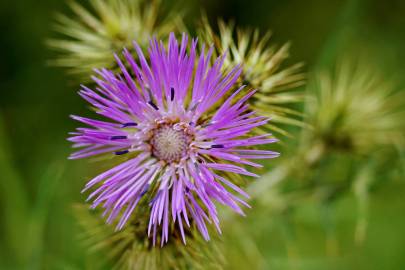 Fotografia da espécie Galactites tomentosa