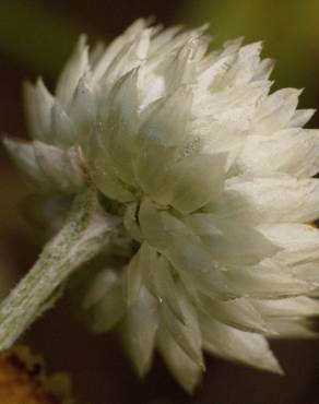 Fotografia 12 da espécie Helichrysum foetidum no Jardim Botânico UTAD