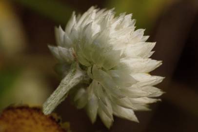 Fotografia da espécie Helichrysum foetidum