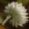 Fotografia 12 da espécie Helichrysum foetidum do Jardim Botânico UTAD