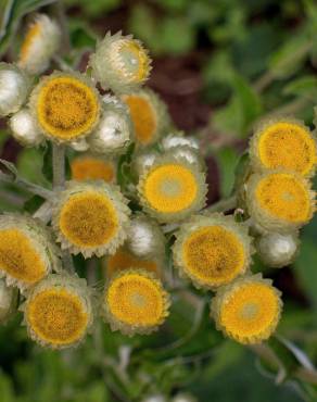 Fotografia 13 da espécie Helichrysum foetidum no Jardim Botânico UTAD