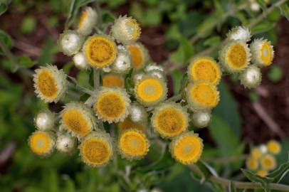 Fotografia da espécie Helichrysum foetidum