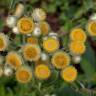 Fotografia 13 da espécie Helichrysum foetidum do Jardim Botânico UTAD