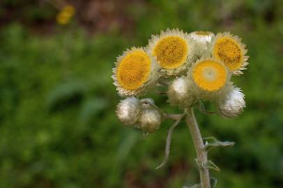 Fotografia da espécie Helichrysum foetidum