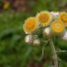 Fotografia 14 da espécie Helichrysum foetidum do Jardim Botânico UTAD