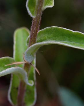 Fotografia 15 da espécie Helichrysum foetidum no Jardim Botânico UTAD