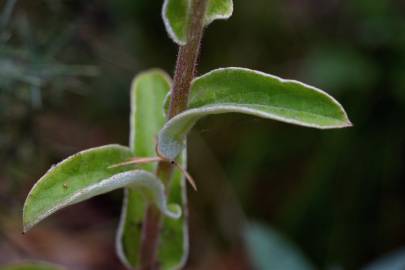 Fotografia da espécie Helichrysum foetidum