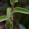 Fotografia 15 da espécie Helichrysum foetidum do Jardim Botânico UTAD