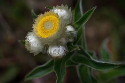 Fotografia da espécie Helichrysum foetidum