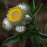 Fotografia 16 da espécie Helichrysum foetidum do Jardim Botânico UTAD