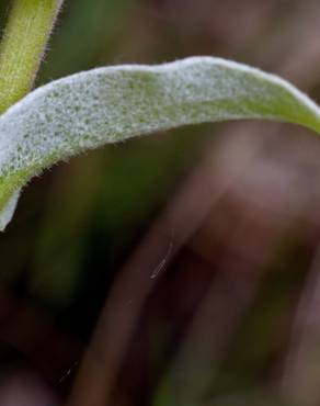 Fotografia 17 da espécie Helichrysum foetidum no Jardim Botânico UTAD