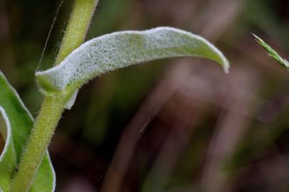 Fotografia da espécie Helichrysum foetidum