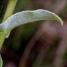 Fotografia 17 da espécie Helichrysum foetidum do Jardim Botânico UTAD