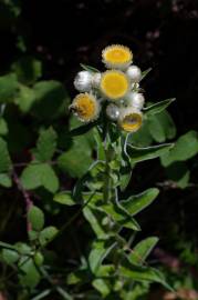 Fotografia da espécie Helichrysum foetidum