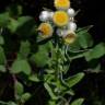 Fotografia 18 da espécie Helichrysum foetidum do Jardim Botânico UTAD