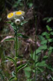 Fotografia da espécie Helichrysum foetidum