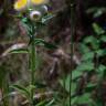 Fotografia 19 da espécie Helichrysum foetidum do Jardim Botânico UTAD