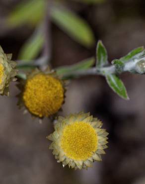 Fotografia 20 da espécie Helichrysum foetidum no Jardim Botânico UTAD