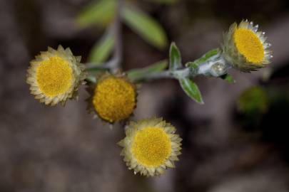 Fotografia da espécie Helichrysum foetidum