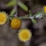 Fotografia 20 da espécie Helichrysum foetidum do Jardim Botânico UTAD