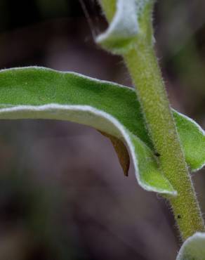 Fotografia 21 da espécie Helichrysum foetidum no Jardim Botânico UTAD