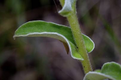 Fotografia da espécie Helichrysum foetidum