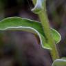 Fotografia 21 da espécie Helichrysum foetidum do Jardim Botânico UTAD