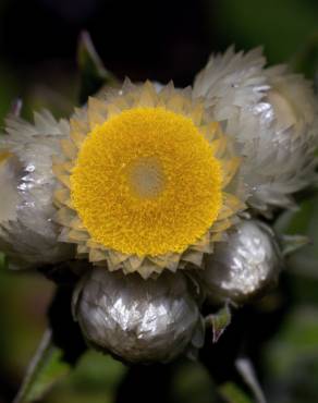 Fotografia 22 da espécie Helichrysum foetidum no Jardim Botânico UTAD