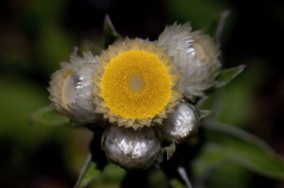 Fotografia da espécie Helichrysum foetidum