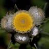 Fotografia 22 da espécie Helichrysum foetidum do Jardim Botânico UTAD