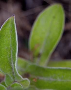 Fotografia 23 da espécie Helichrysum foetidum no Jardim Botânico UTAD