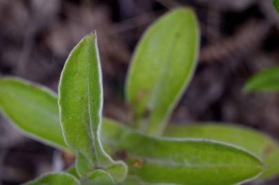 Fotografia da espécie Helichrysum foetidum