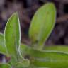 Fotografia 23 da espécie Helichrysum foetidum do Jardim Botânico UTAD